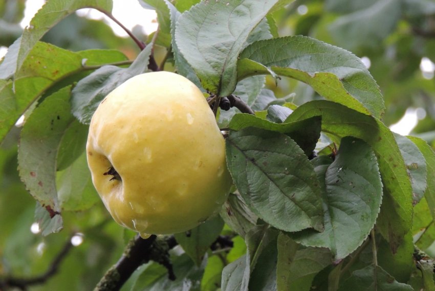 Яблоко сорта Антоновка