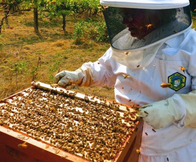Бджільництво за Миленину Михайлу Івановичу