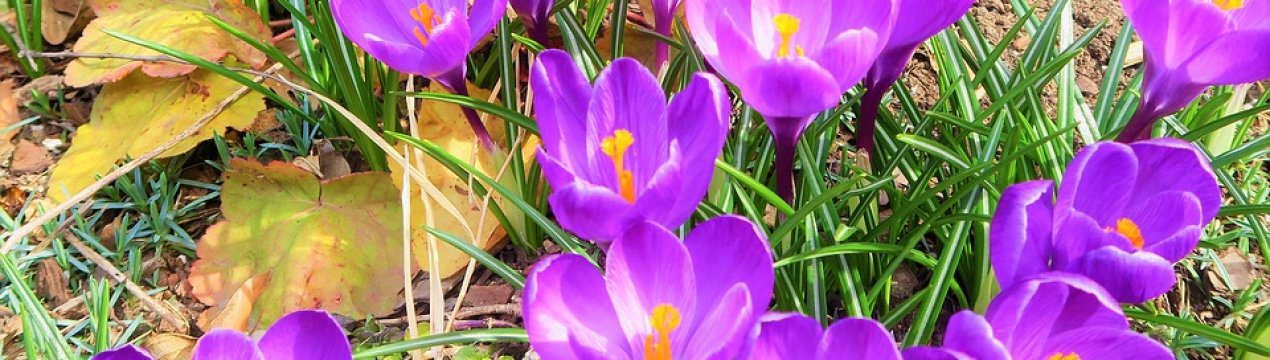 Херсонські учені провели оздоровлення цибулин крокусу в пробірці