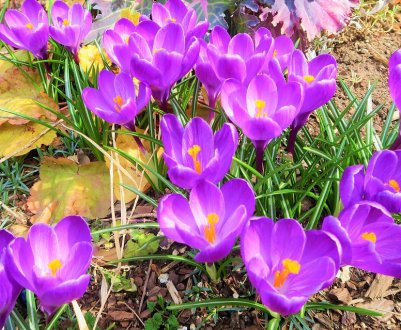 Херсонські учені провели оздоровлення цибулин крокусу в пробірці