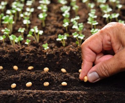 Nufarm Americas отримує схвалення EPA для обробки насіння Trunemco