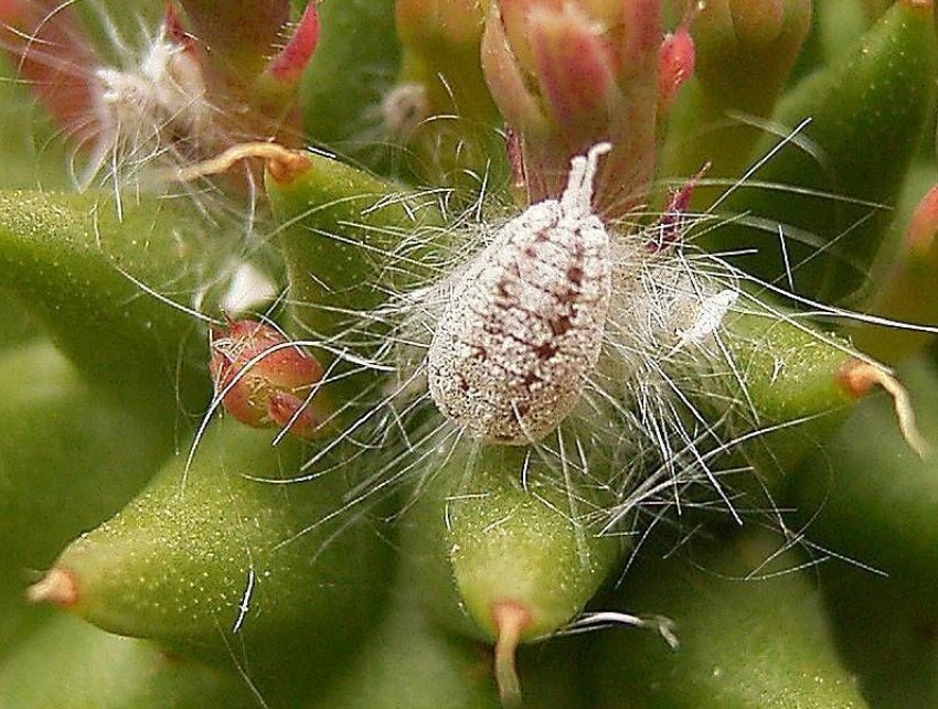 Борошнистий червець