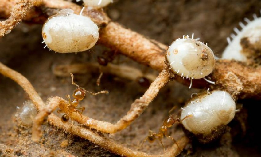 Кореневої червець