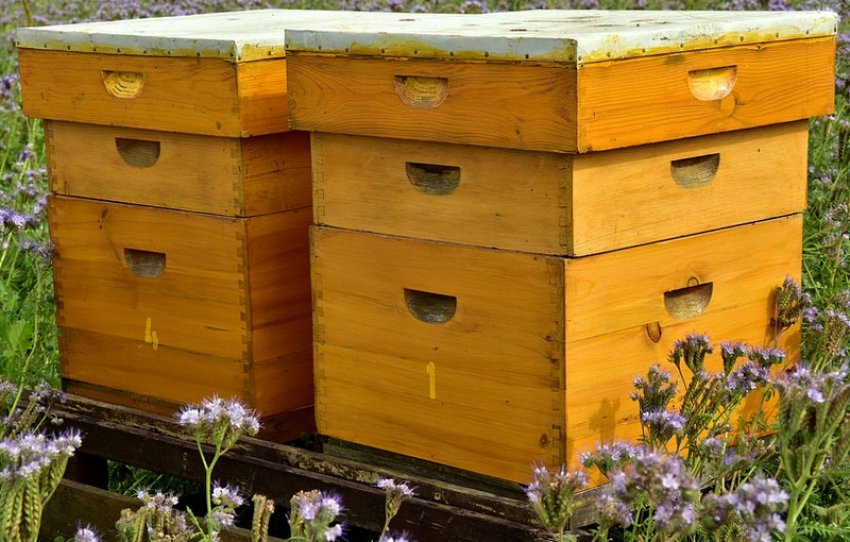 Бджолиний вулик Бджолиний вулик