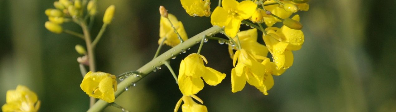 Хмельницькі аграрії планують зібрати 200 тисяч тонн ріпаку