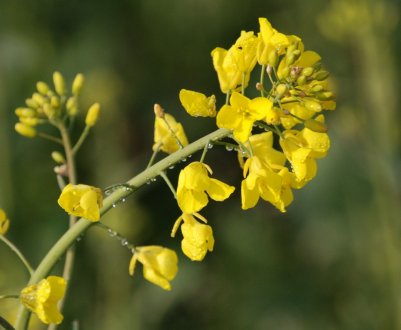 Хмельницькі аграрії планують зібрати 200 тисяч тонн ріпаку