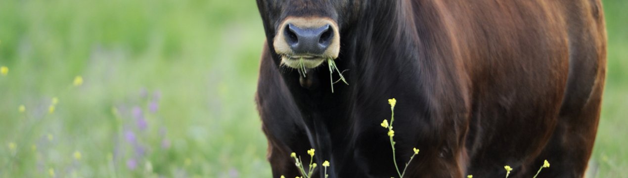 Ірландський експортер безкоштовно роздає бичків