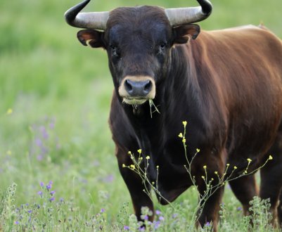 Ірландський експортер безкоштовно роздає бичків