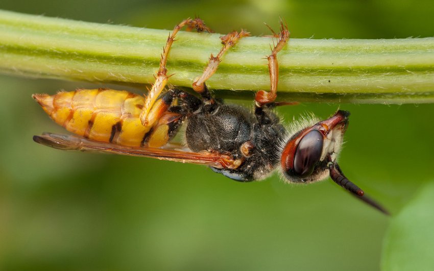 Филант Филант