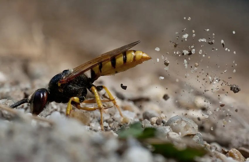 Самка филанта риє гніздо Самка филанта риє гніздо