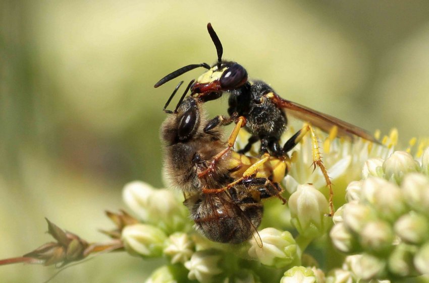 Атака филанта Атака филанта