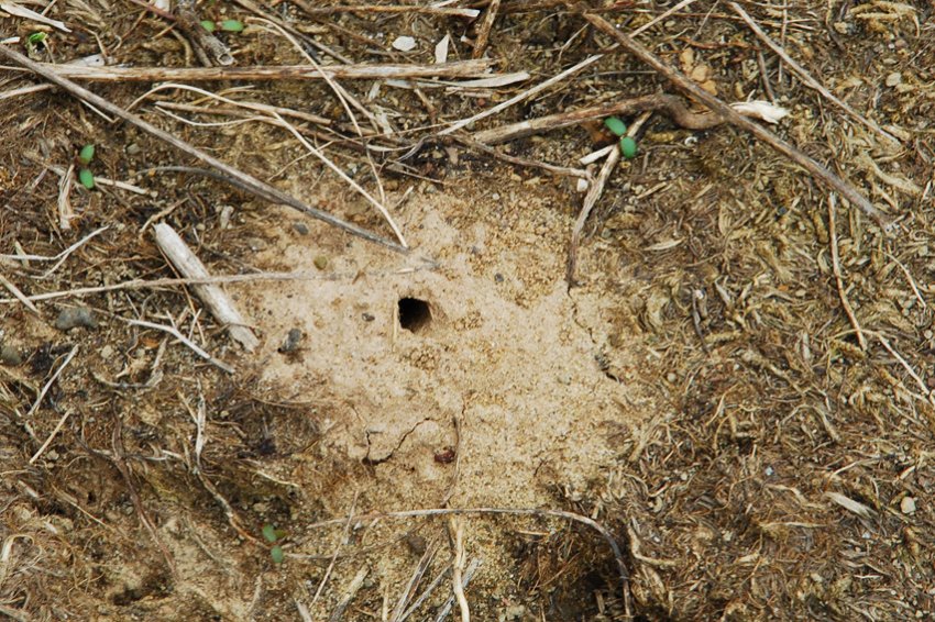 Нора бджолиного вовка Нора бджолиного вовка