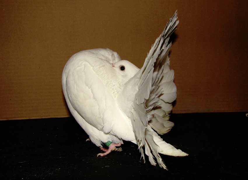 Правила вибору при покупці голуба