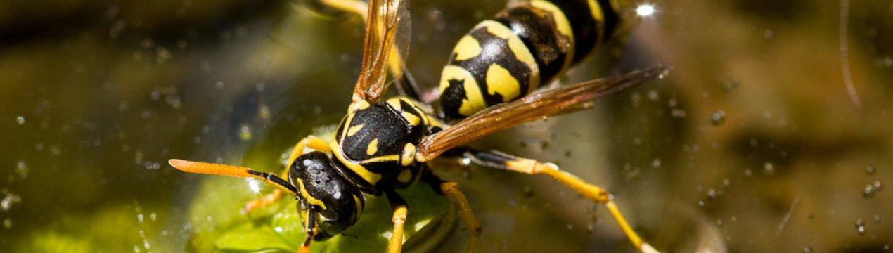 Осину або бджолиний вовк: опис і спосіб життя