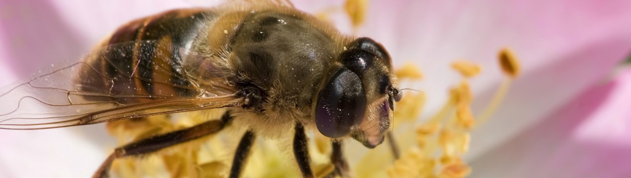 У Болградському районі Одеської області загинуло 2,5 мільйона бджіл