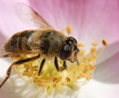 У Болградському районі Одеської області загинуло 2,5 мільйона бджіл