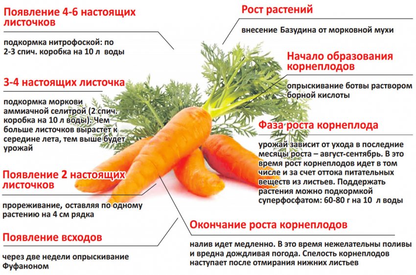 Подкормка моркови на разных этапах