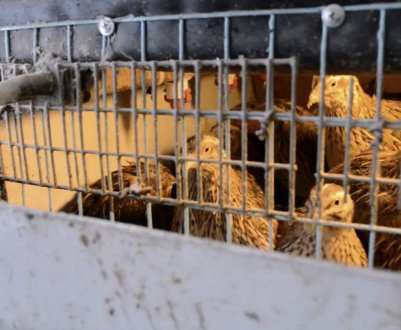 Особливості утримання перепелів взимку