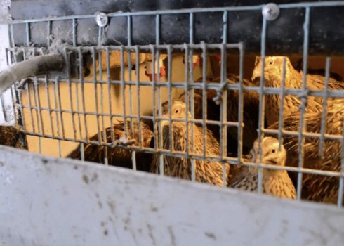 Особенности содержания перепелов зимой