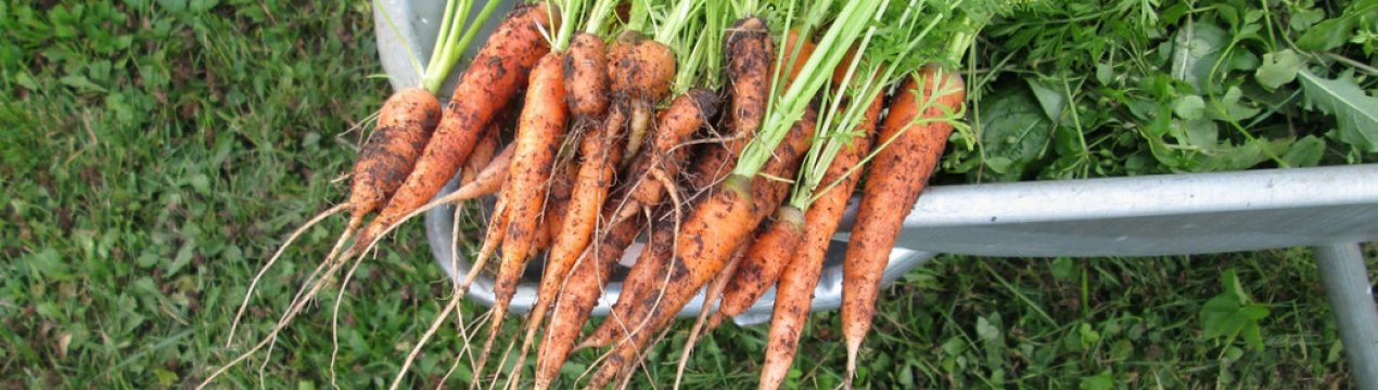 Почему морковь бледная и не сладкая: как этого избежать