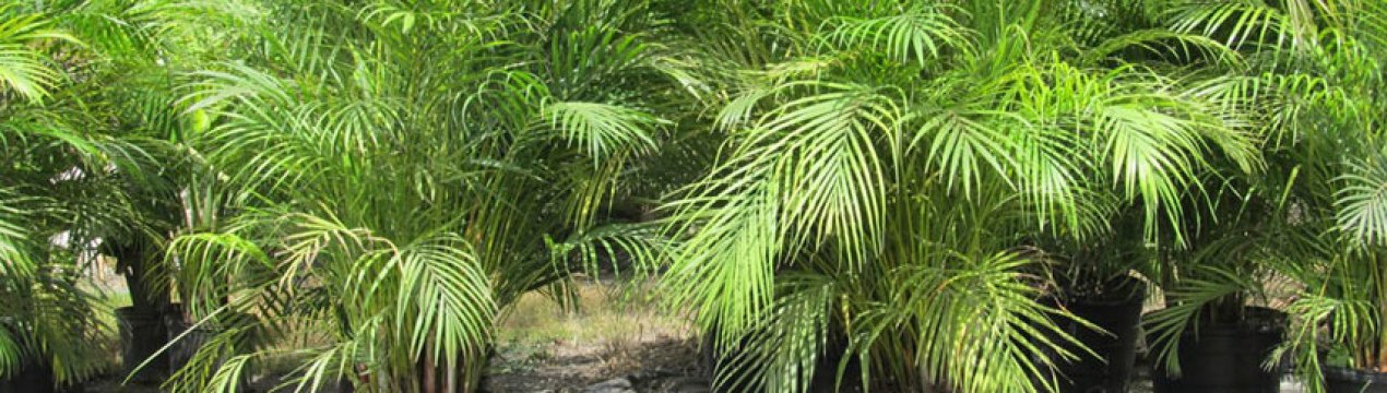 Пальма хрізалідокарпус: догляд в домашніх умовах