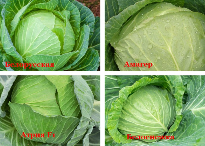 Сорти для засолювання