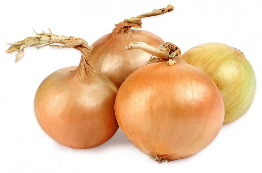 Ріпчасту цибулю Ріпчасту цибулю