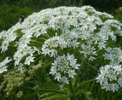 П'ять тисяч підмосковних гектарів «вилікували» від борщівника