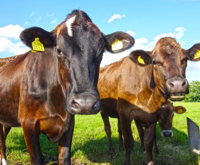 Російський худобу розпрощався з ящуром