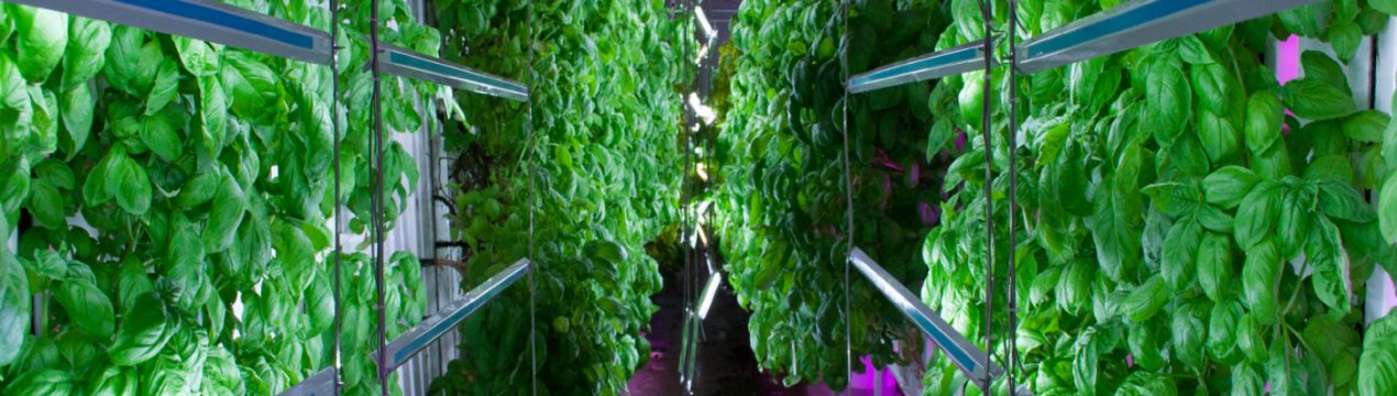 Житловий квартал у Москві забезпечили вертикальними теплицями