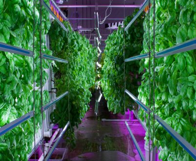 Житловий квартал у Москві забезпечили вертикальними теплицями