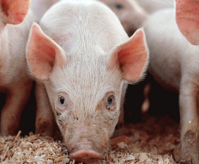 Найефективніша відгодівля свиней у домашніх умовах