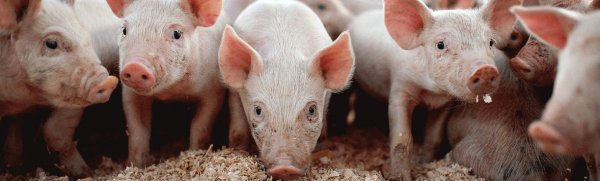 Кормление свиней в домашних условиях: рацион кормления, нормы