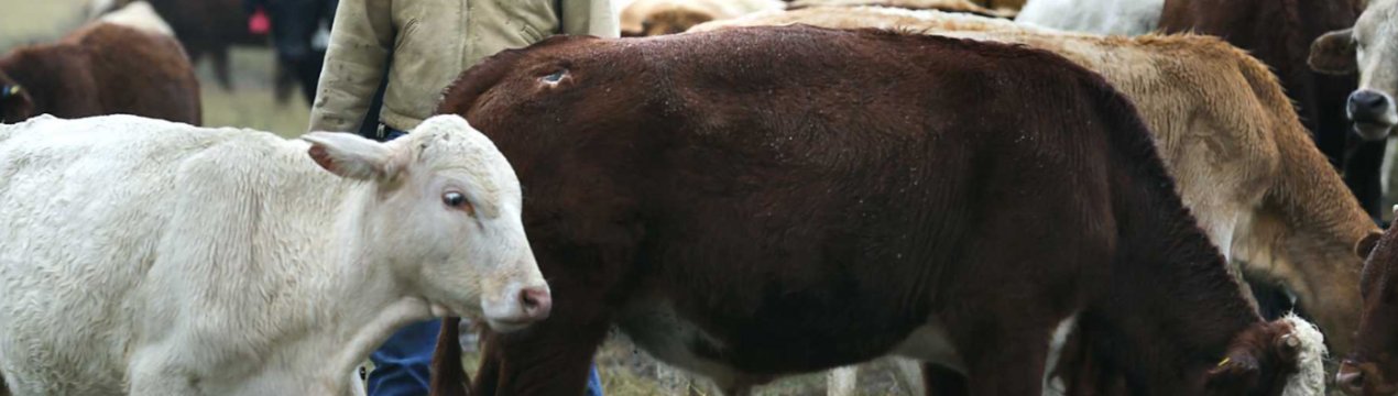 Кримські скотарі наполягають на розробці програми держпідтримки