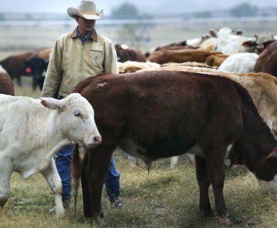 Кримські скотарі наполягають на розробці програми держпідтримки