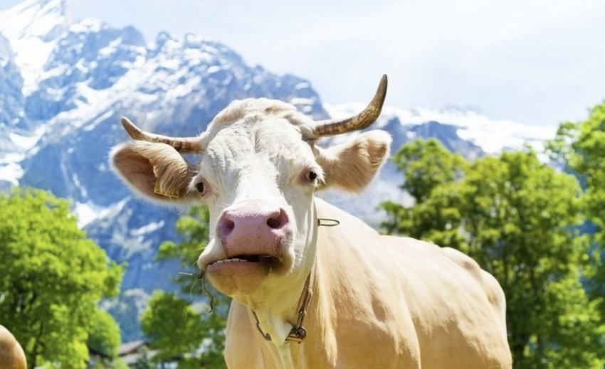 Корова жует жвачку