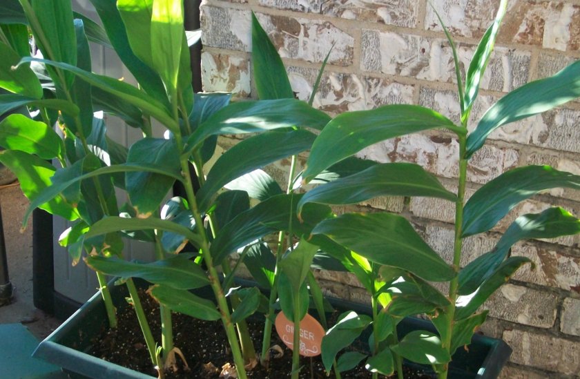 Как выращивать корень имбиря в домашних условиях?