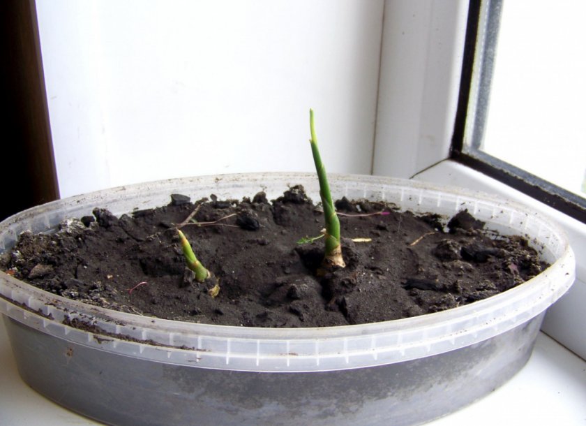 Как выращивать корень имбиря в домашних условиях?