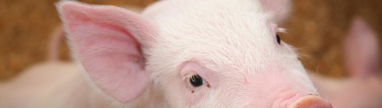 Таїланд в спробі зупинити АЧС