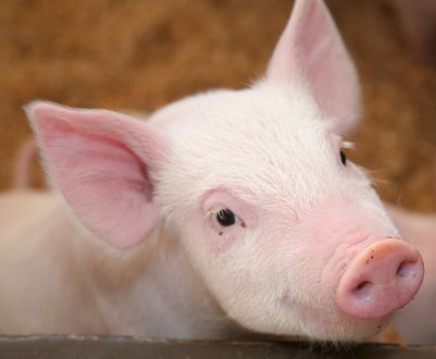 Таїланд в спробі зупинити АЧС