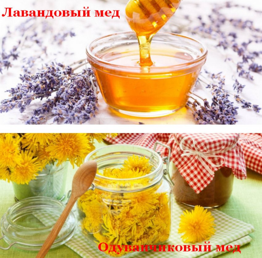 мед горчит что это значит. 80209.pruwro.850. мед горчит что это значит фото. мед горчит что это значит-80209.pruwro.850. картинка мед горчит что это значит. картинка 80209.pruwro.850. Мед — основной продукт пчеловодства. Он обладает удивительными целебными свойствами, о которых знали наши предки, жившие в древности. Всем людям знаком его приятный вкус: сладкий, терпкий, со специфическими цветочно-медовыми нотками, который вызывает легкое жжение в горле. Иногда при употреблении медового лакомства чувствуется незначительная кислинка или горечь. Почему сладость горчит, в каких случаях это явление считается нормой? Ухудшает ли состояние здоровья прогорклый мед? Можно ли убрать неприятный привкус?