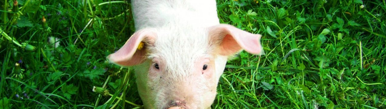 У Данії значне скорочення поголів'я свиней