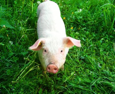 У Данії значне скорочення поголів'я свиней