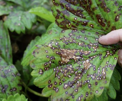 Опис хвороб і шкідників полуниці, боротьба з ними