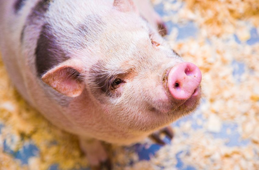 Фермери Північної Ірландії вітають нову стратегію боротьби з стійкістю до протимікробних препаратів Фермери Північної Ірландії вітають нову стратегію боротьби з стійкістю до протимікробних препаратів