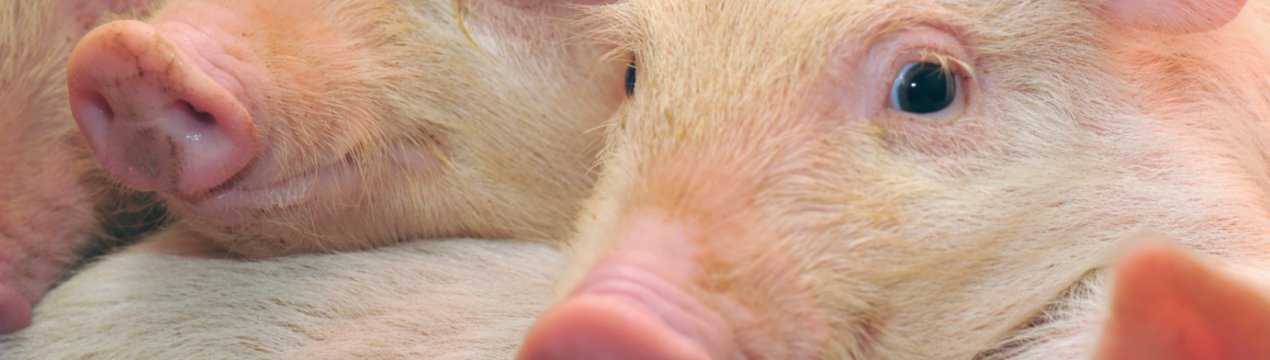 Фермери Північної Ірландії вітають нову стратегію боротьби з стійкістю до протимікробних препаратів