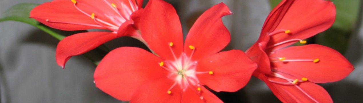 Рослина валлота: опис, особливості догляду в домашніх умовах