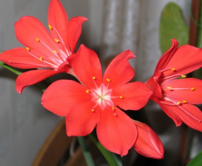 Рослина валлота: опис, особливості догляду в домашніх умовах