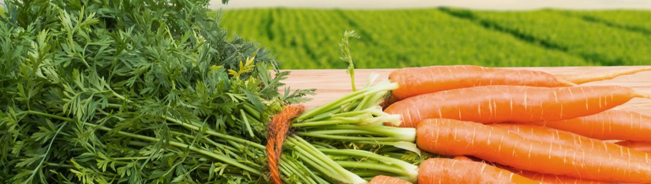 Експерти заявили про дефіцит моркви в Україні