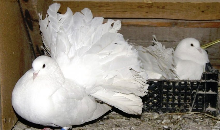 Догляд за голубами